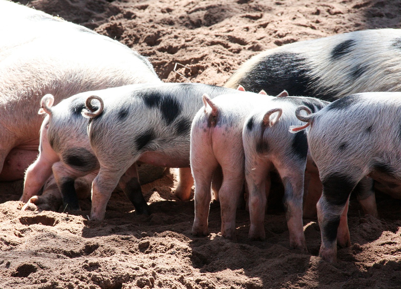 animal pigs piglet free photo