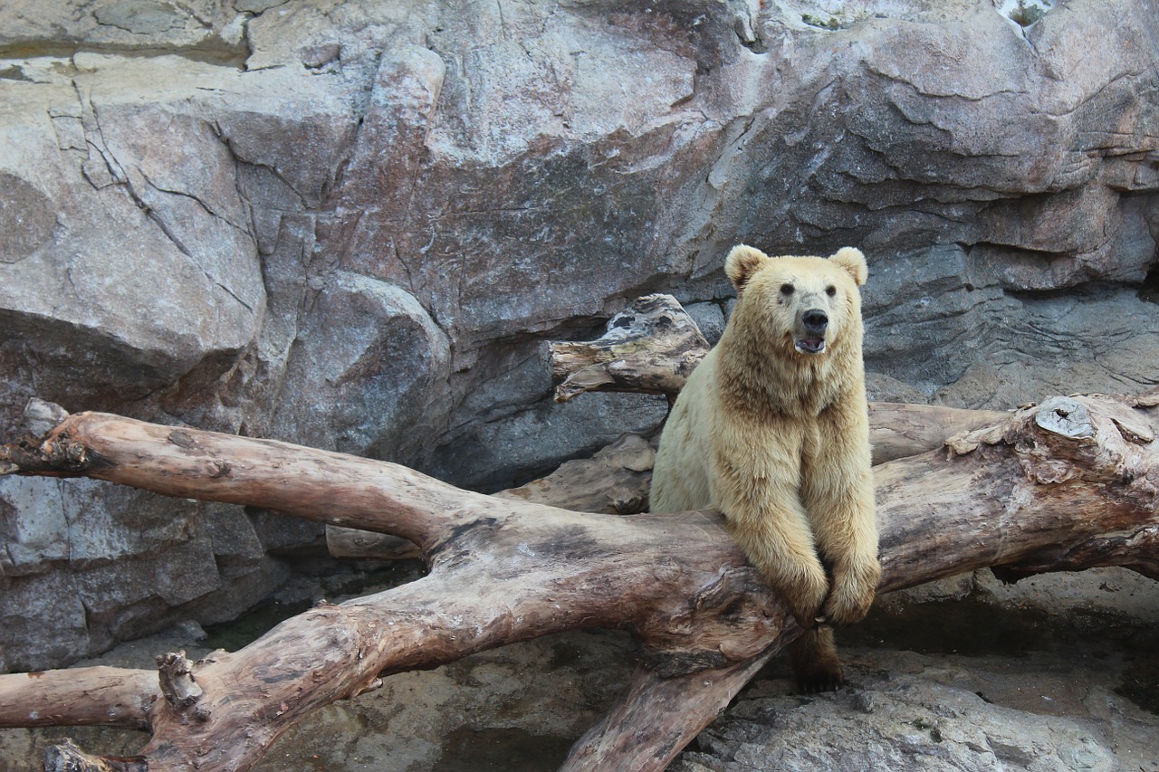 animal the bear nature free photo