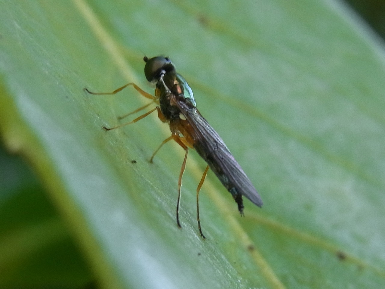 animal insect fly free photo