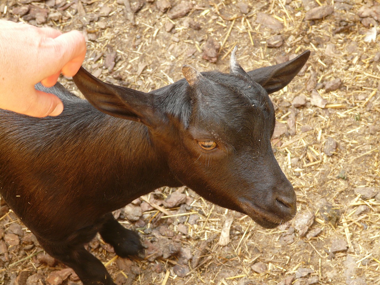 animal goat baby goat free photo
