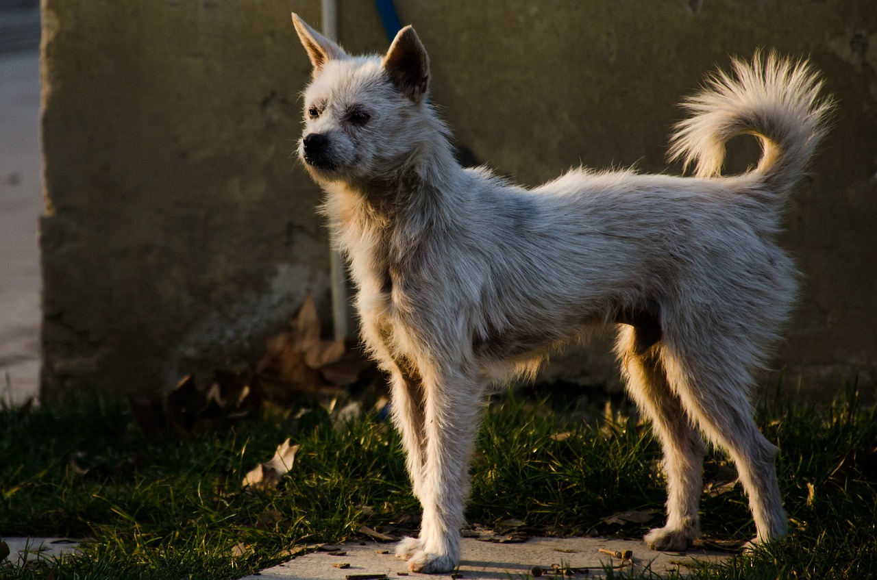 animal dog white dog free photo