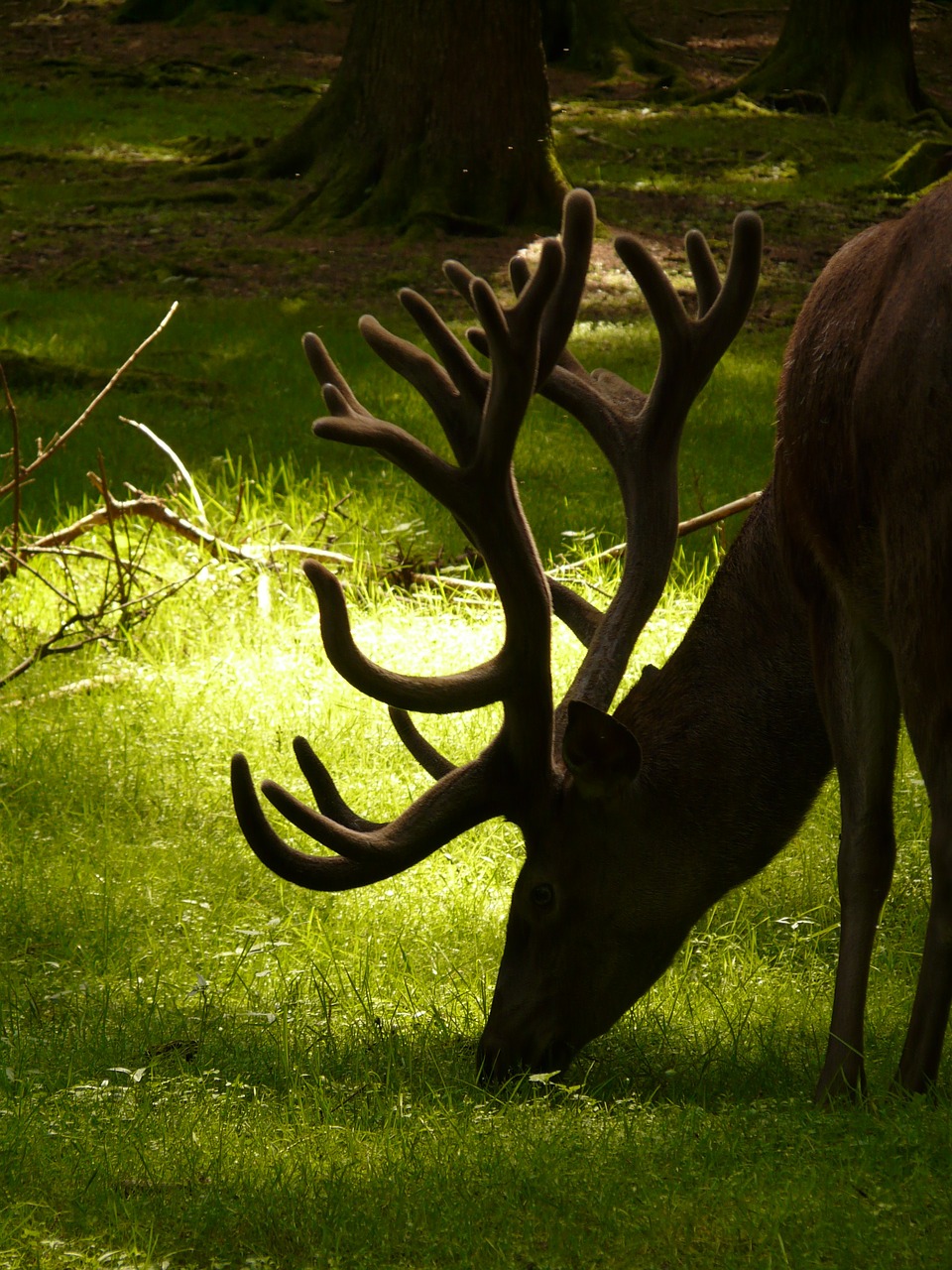 animal red deer hirsch free photo