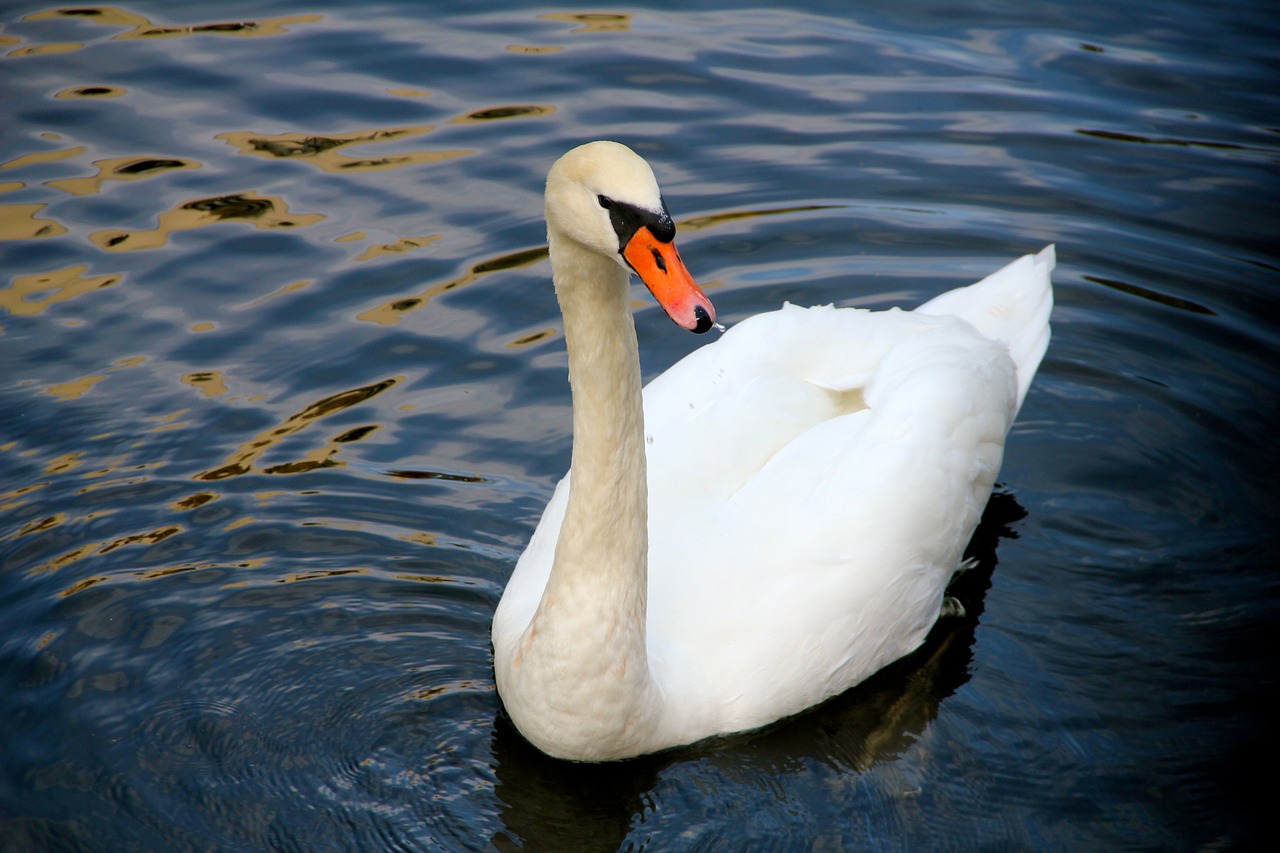animal swan water bird free photo