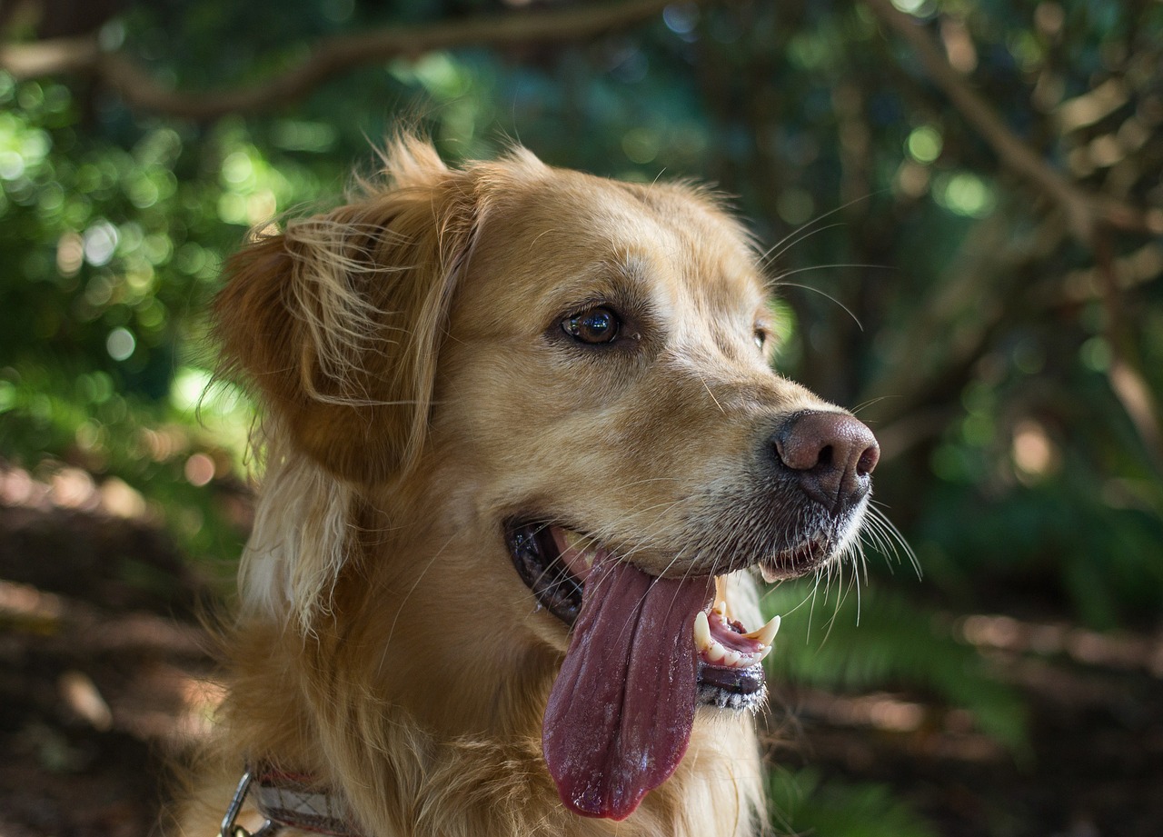 animal dog retriever free photo