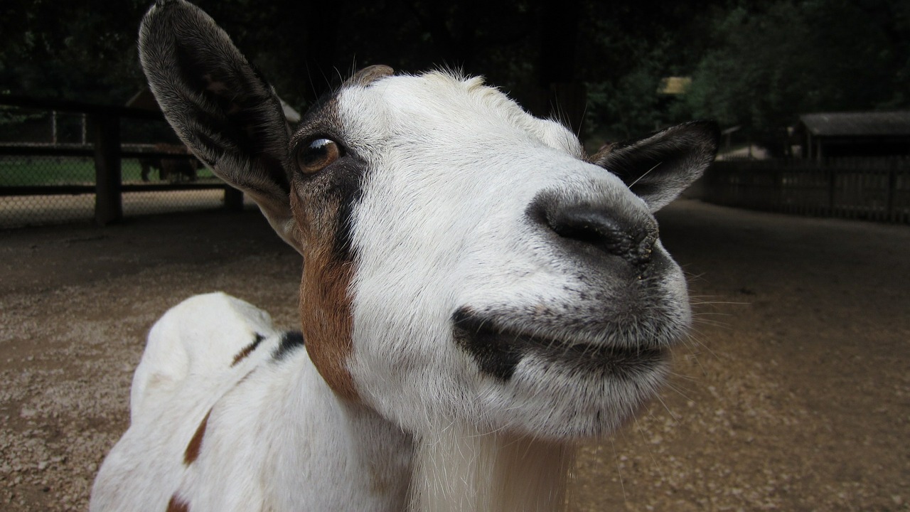 animal goat farm free photo