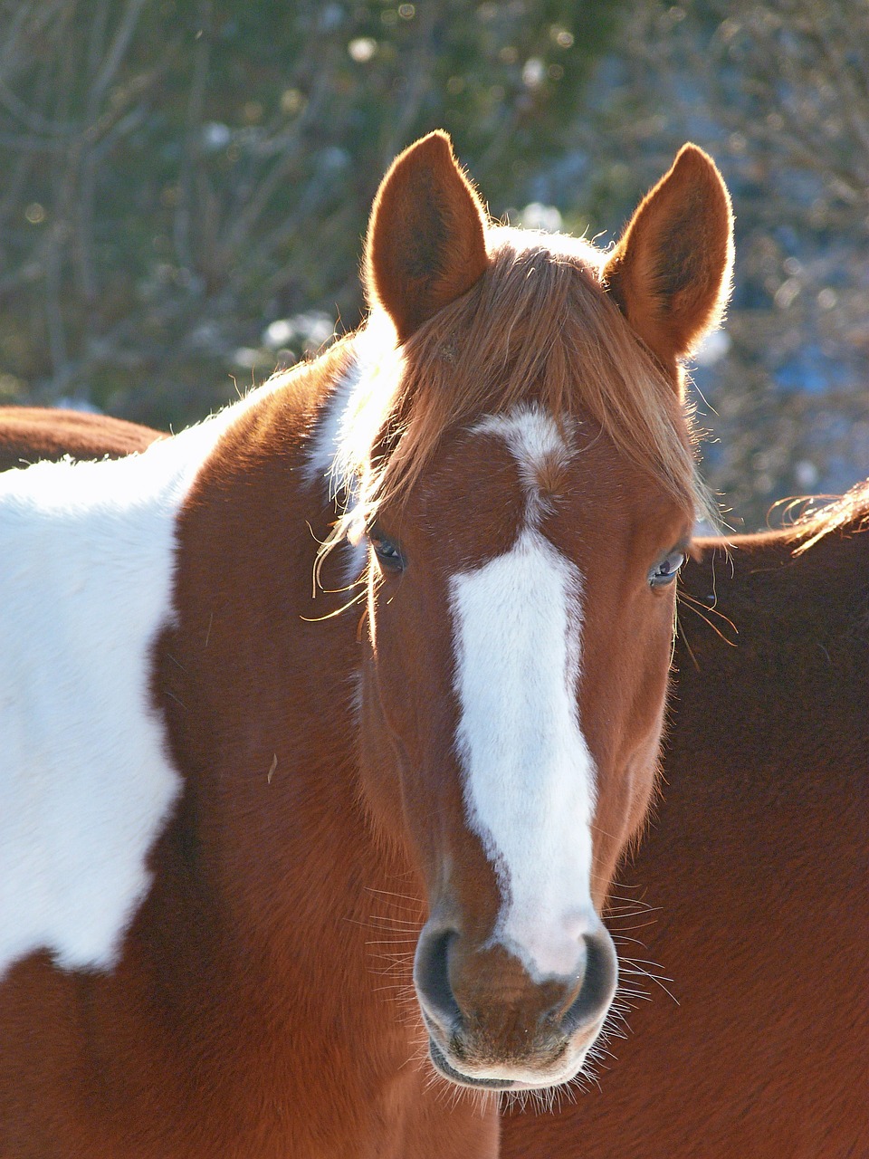 animal horse equine free photo