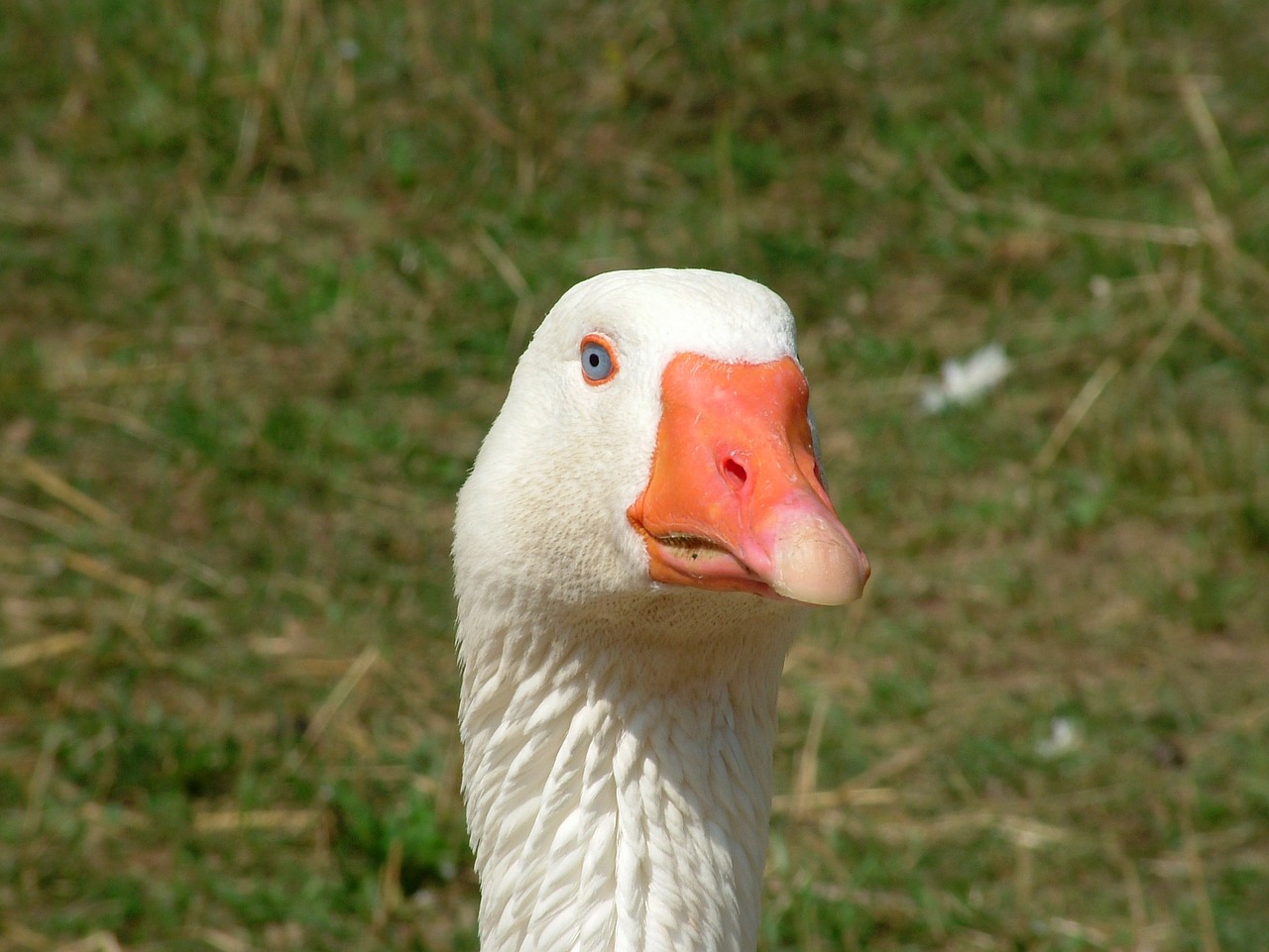 animal bird bianca free photo