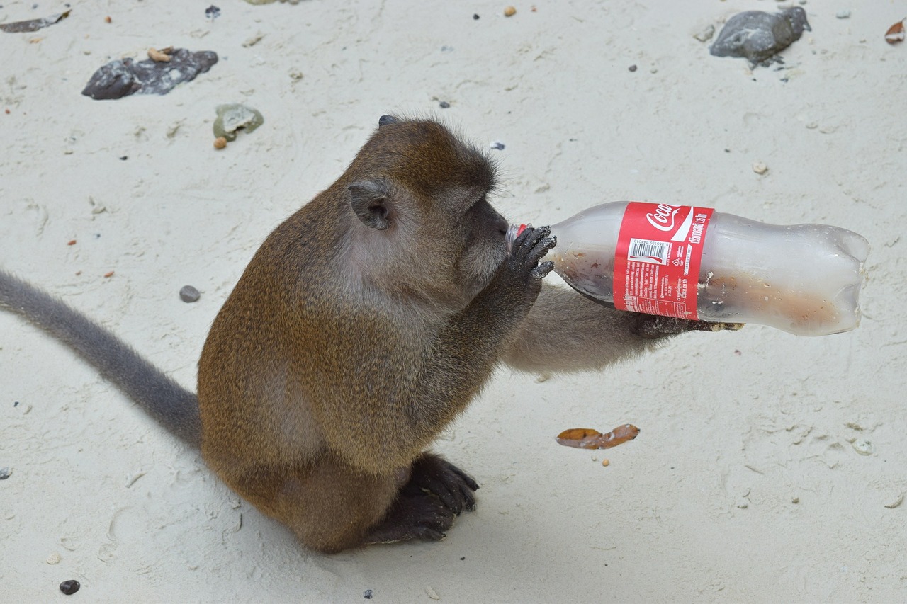 animal monkey drink bottle free photo