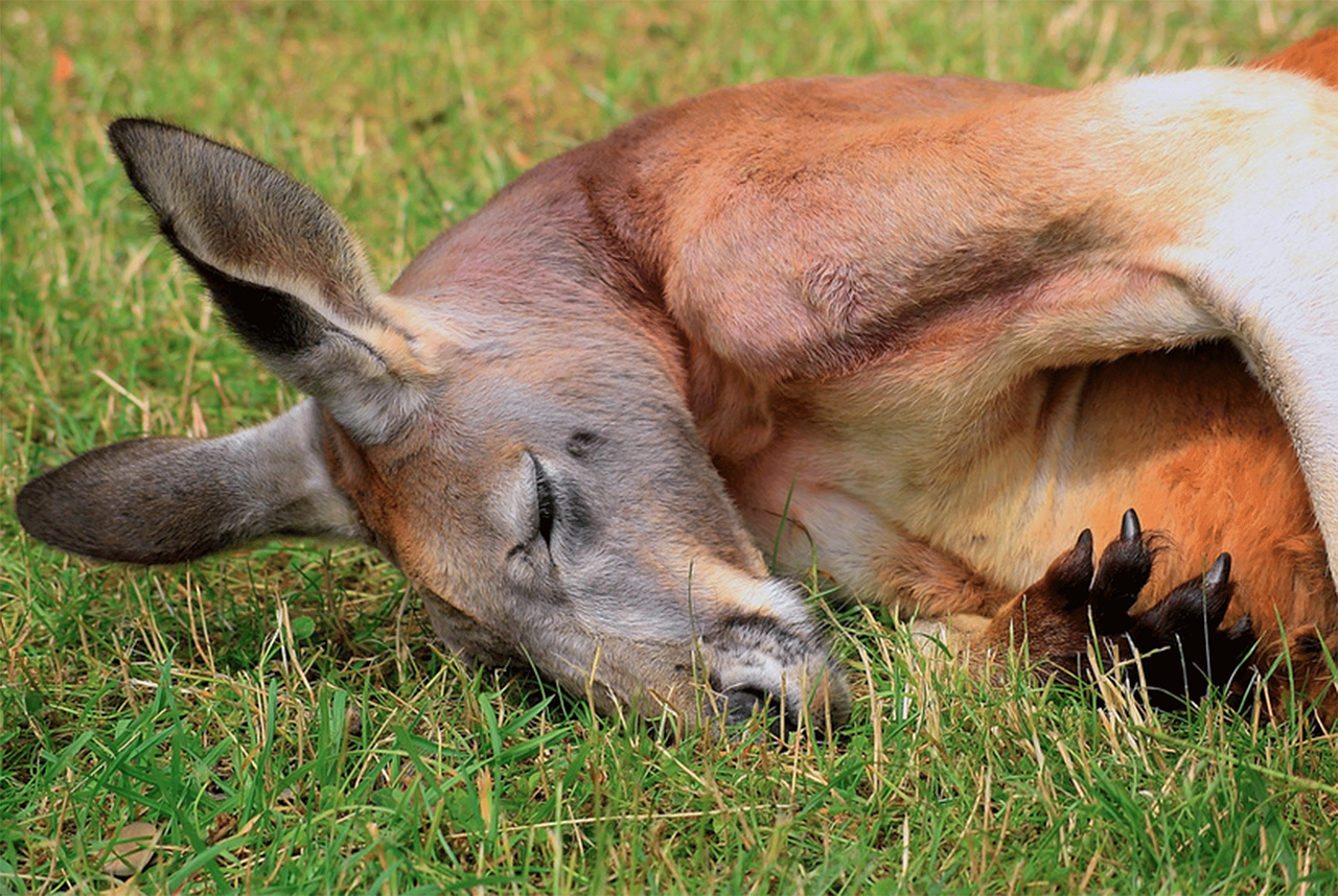 animal kangaroo australia free photo