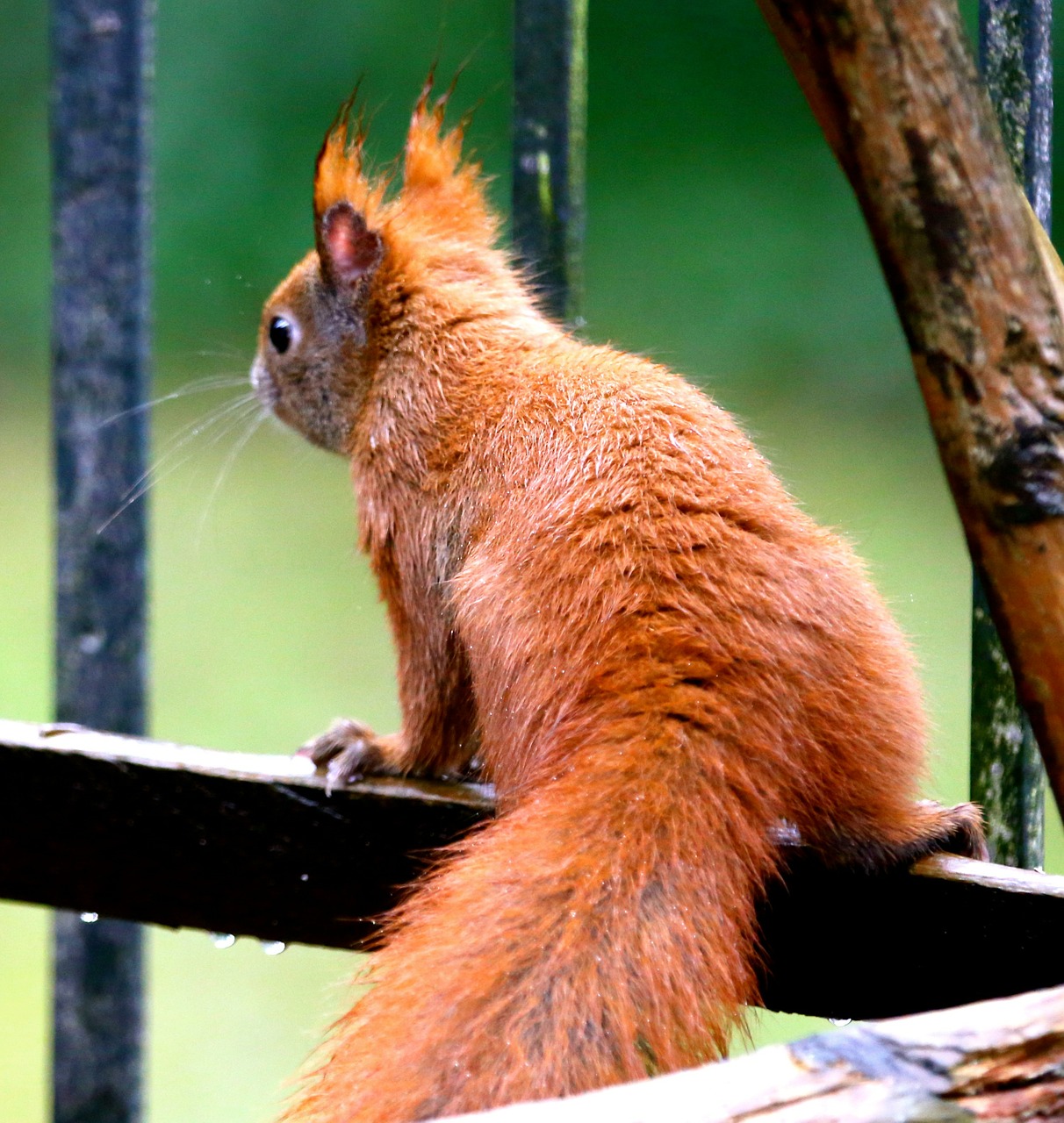 animal squirrel nature free photo