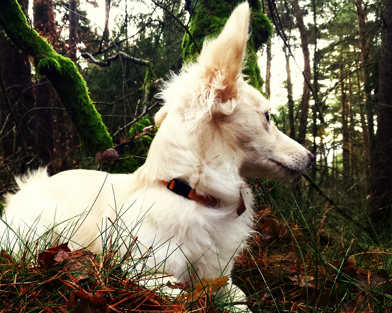 animal dog forest free photo