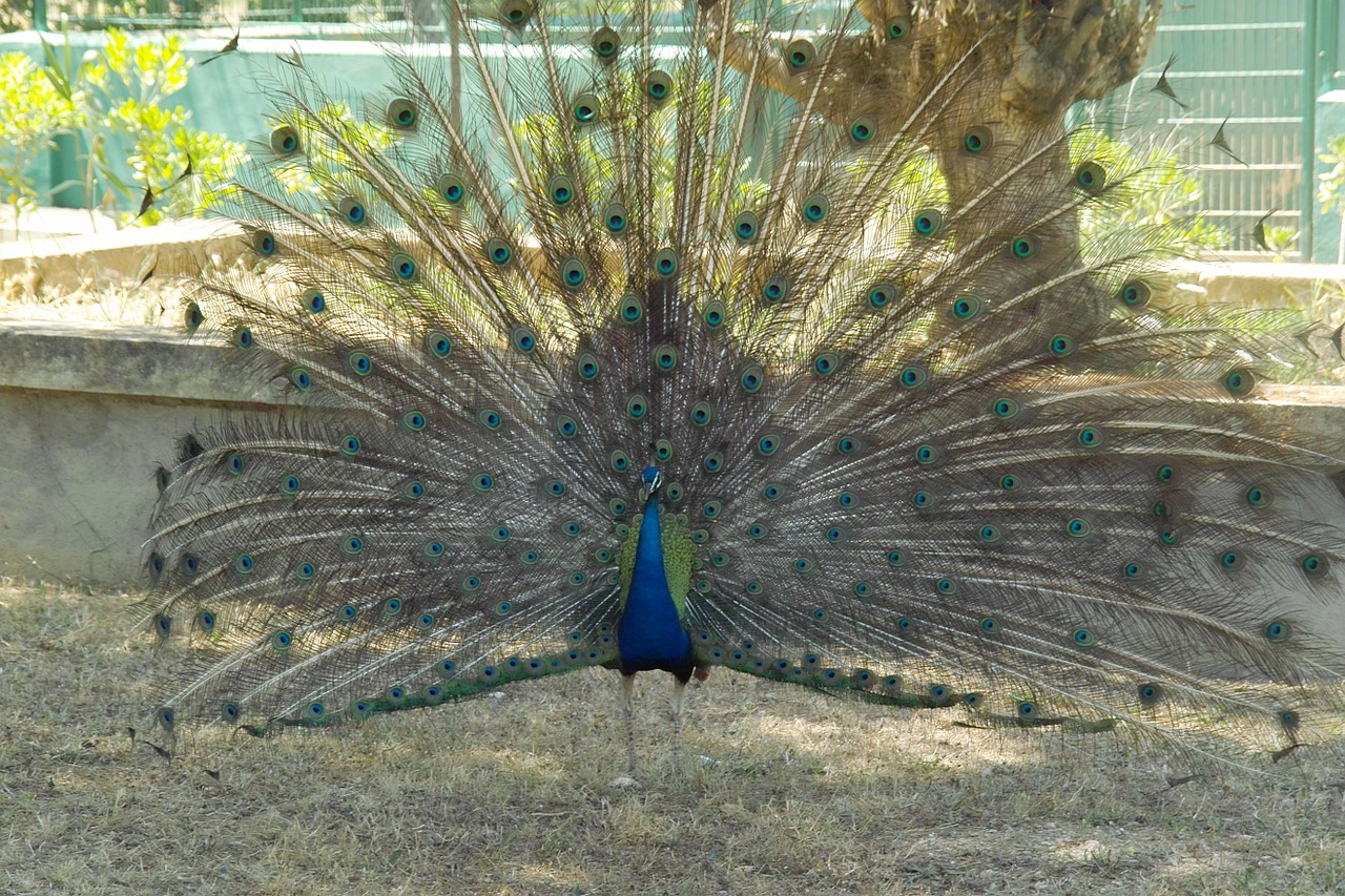 animal peacock beautiful free photo