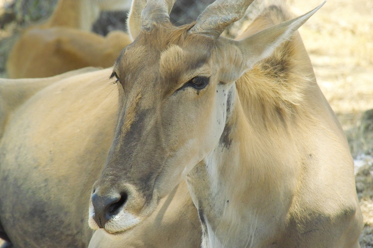 animal zoo beautiful free photo