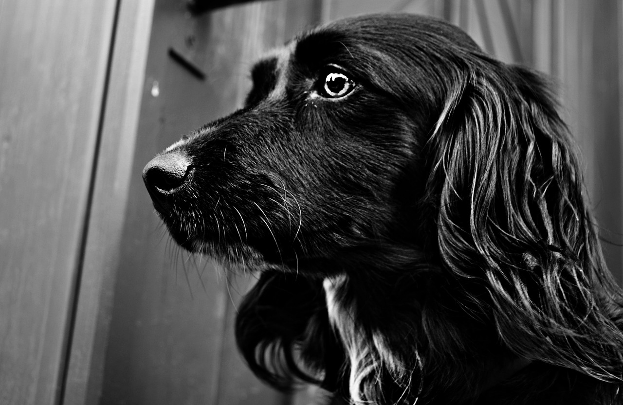 animal dog black free photo