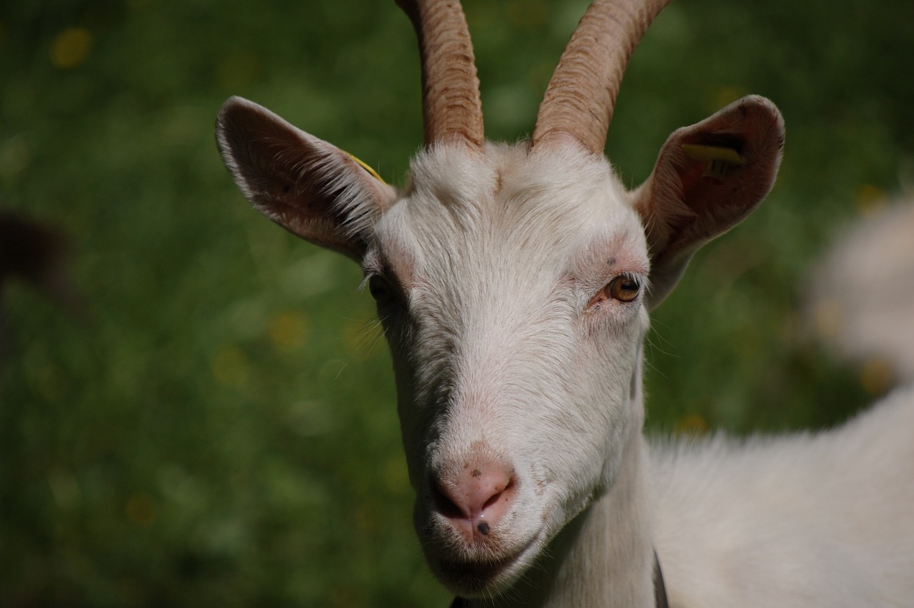 animal goat close free photo