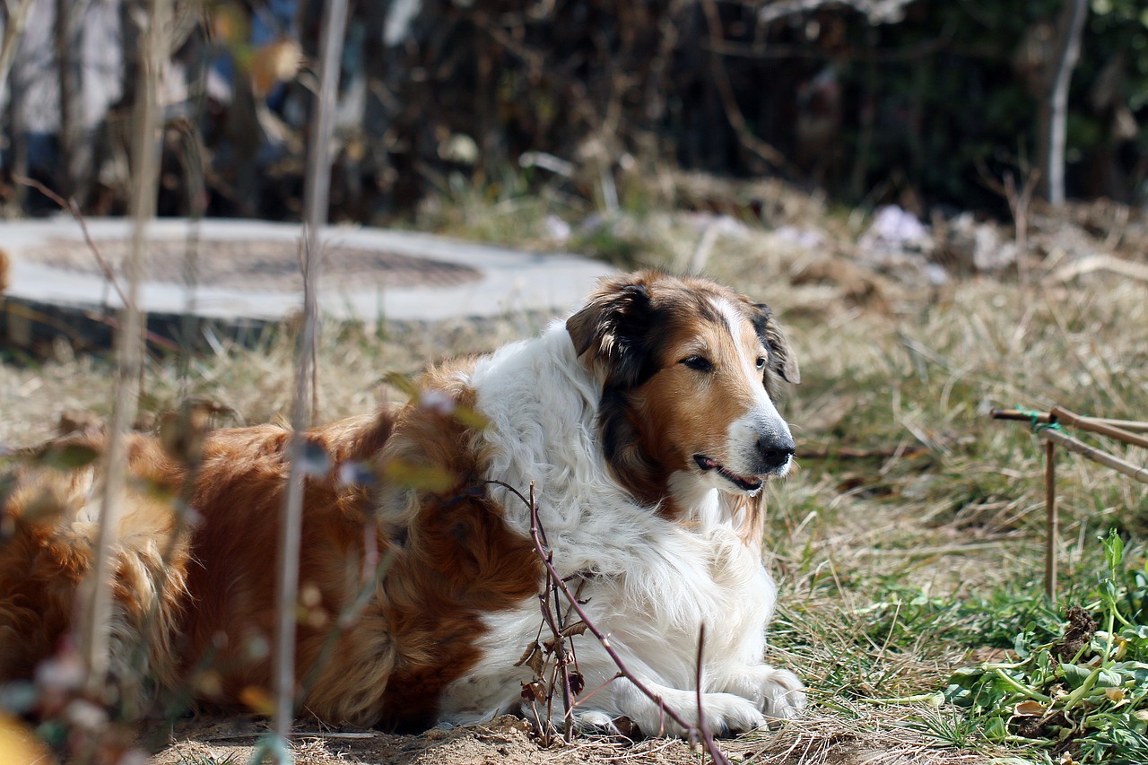 animal dog shepherd free photo