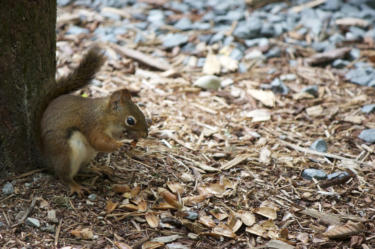 animal squirrel wildlife free photo