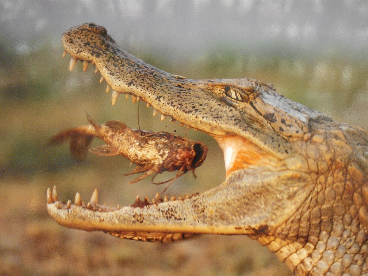 animal eaten crocodile free photo