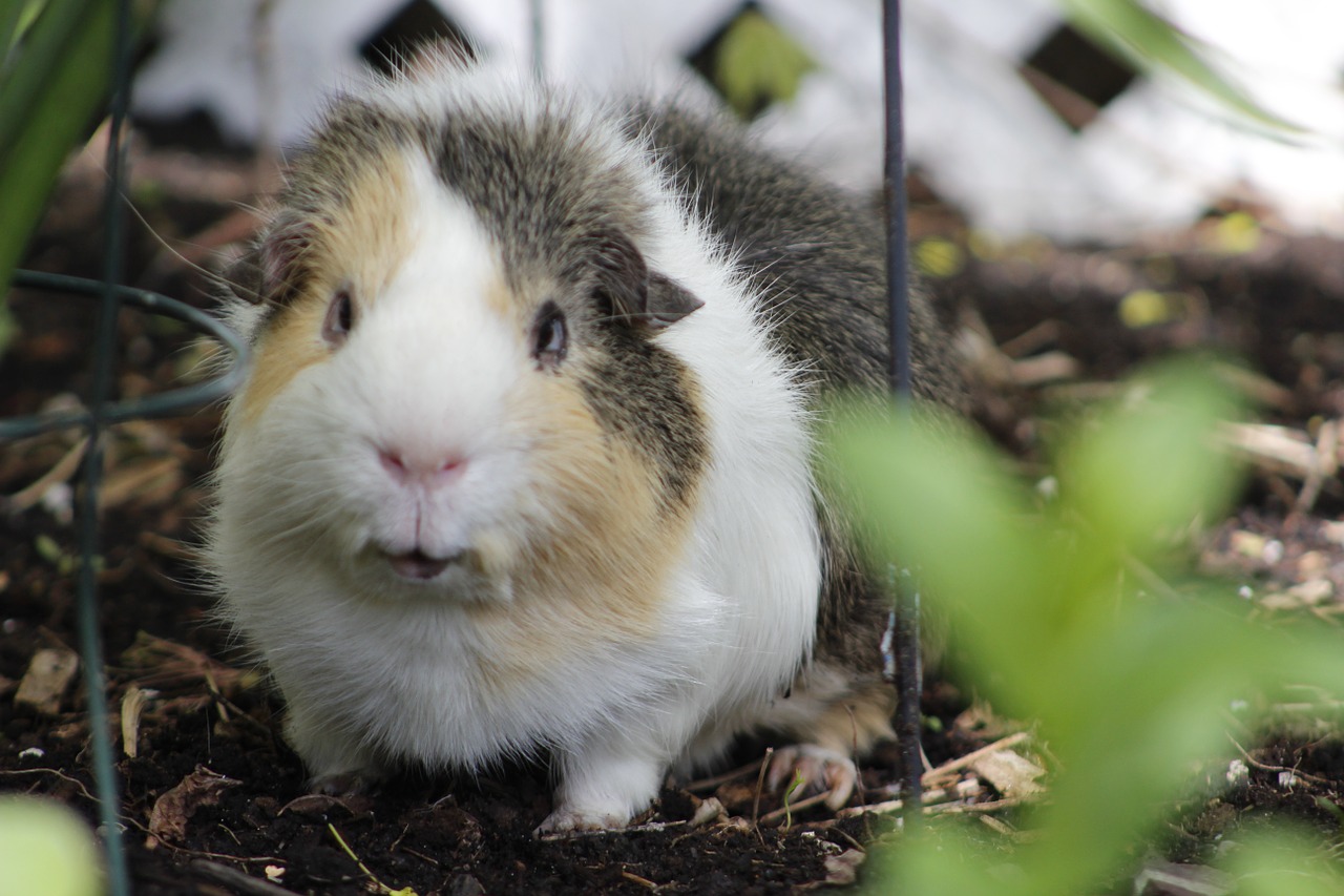 animal guinea pig rodent free photo