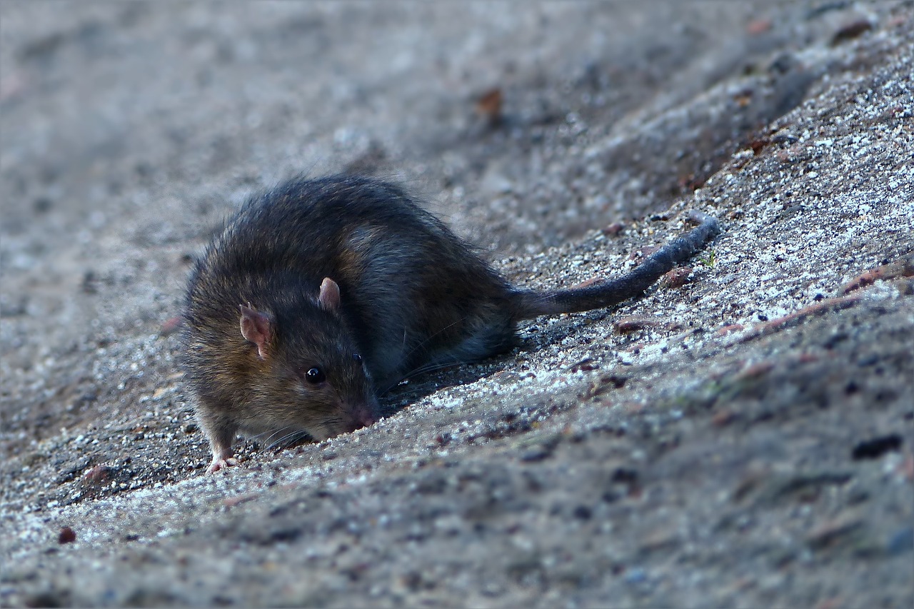 animal rat foraging free photo