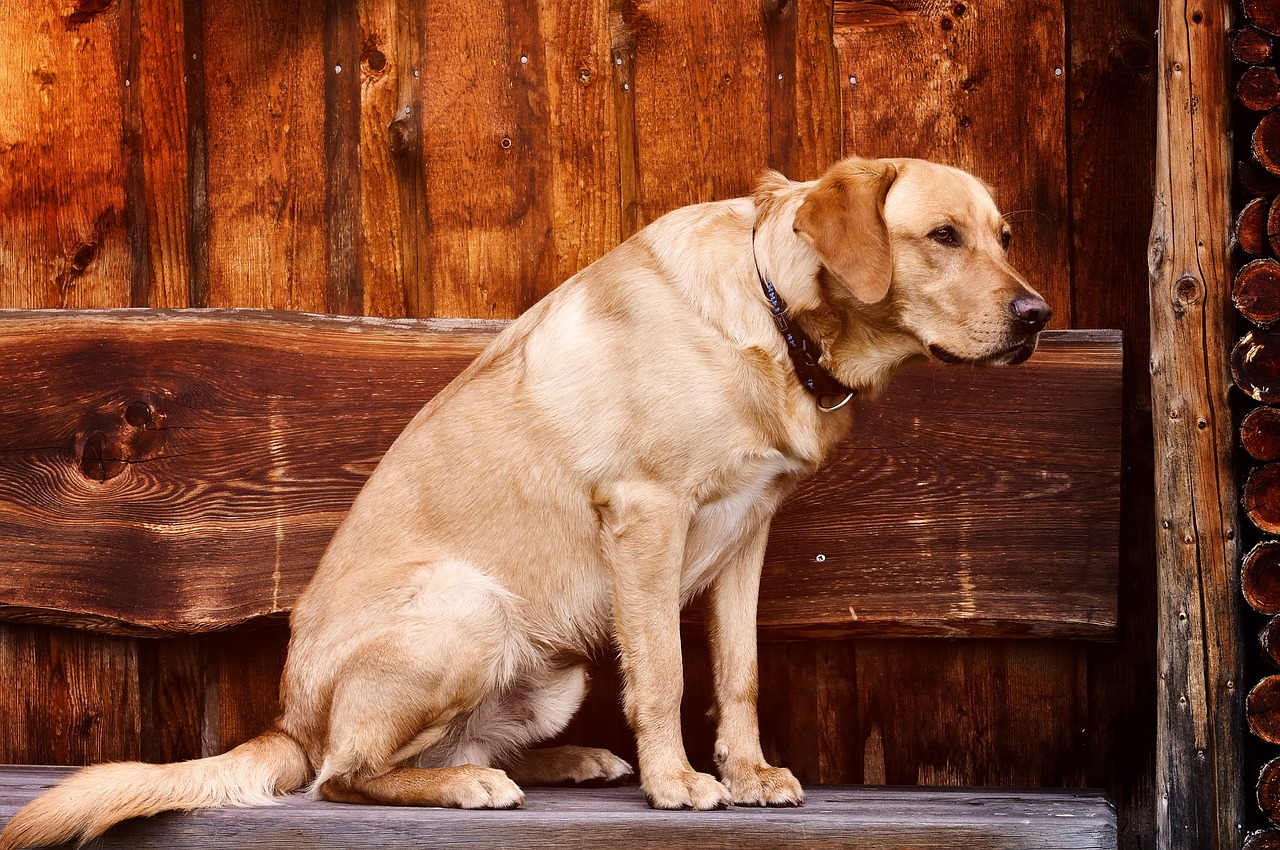 animal dog labrador free photo