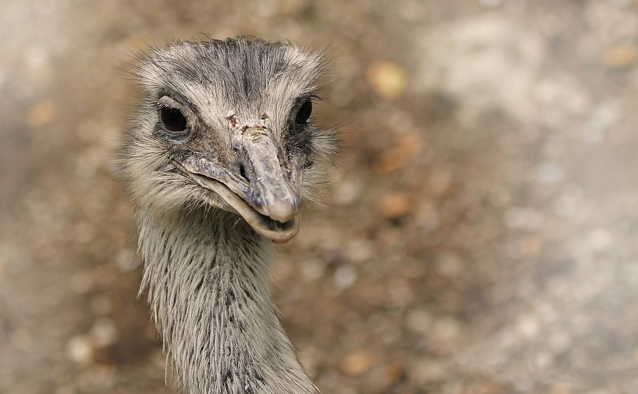 animal bird nature free photo