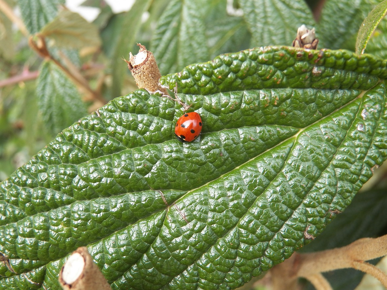 animal ladybug nature free photo