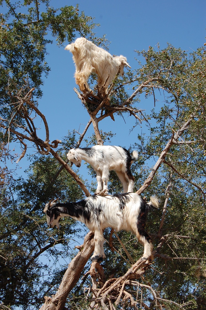 animal goats nature free photo