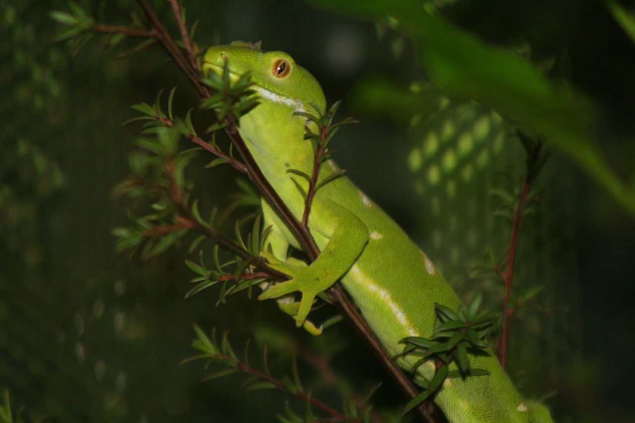 animal lizard nat free photo