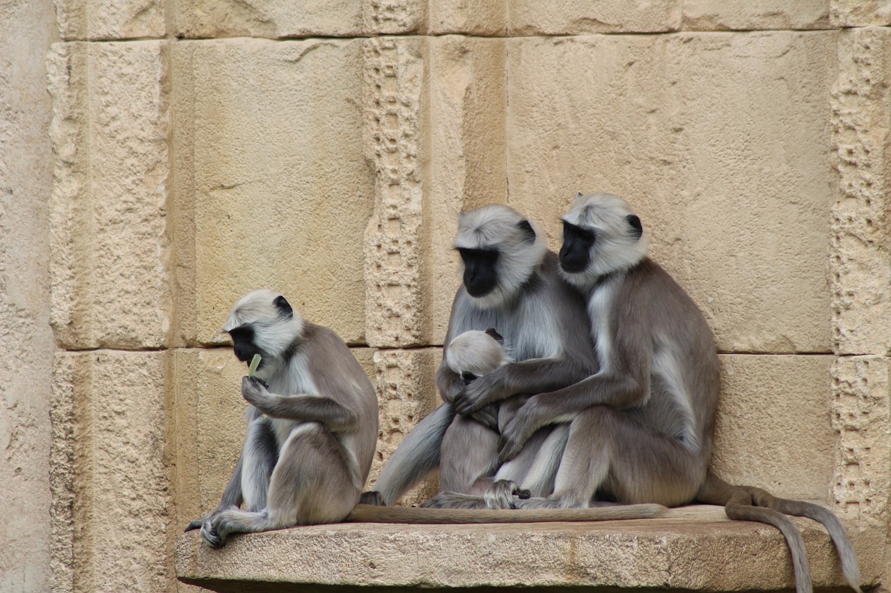 animal monkey family free photo