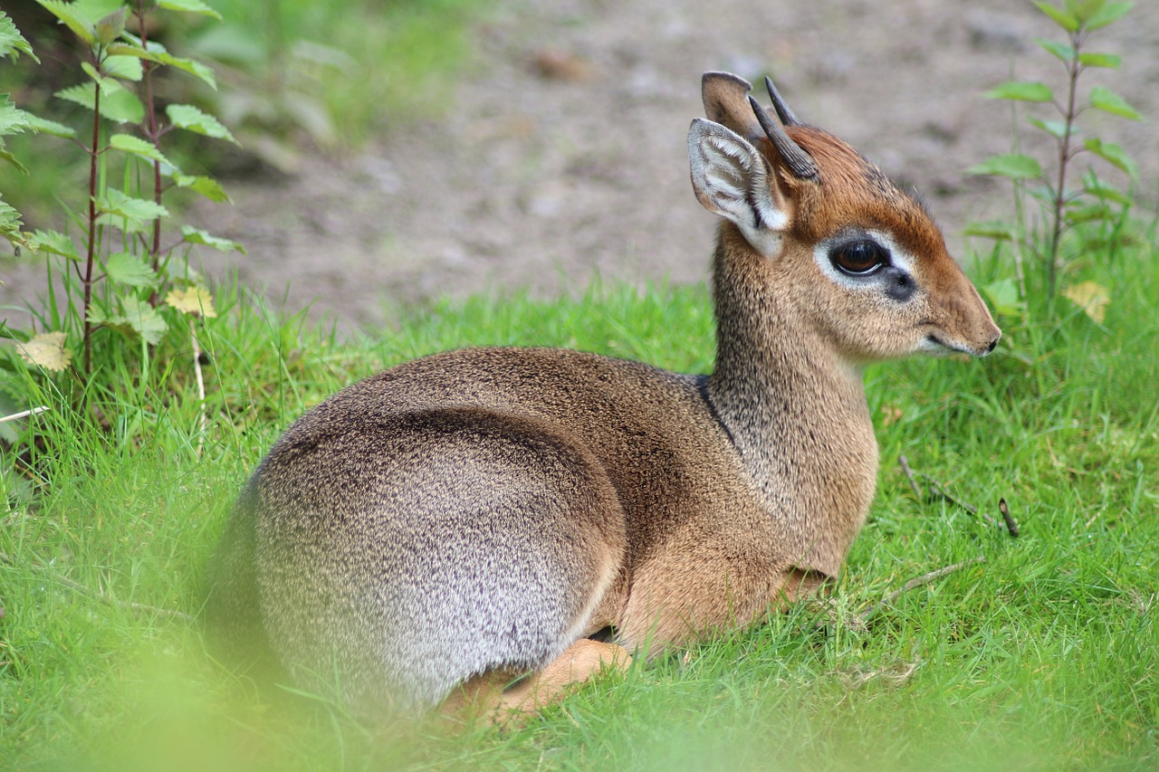 animal small zoo free photo