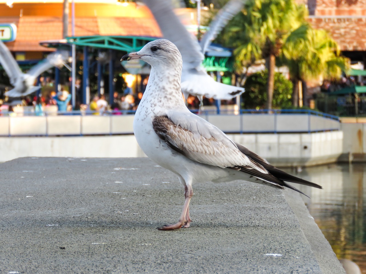 animal bird sea free photo