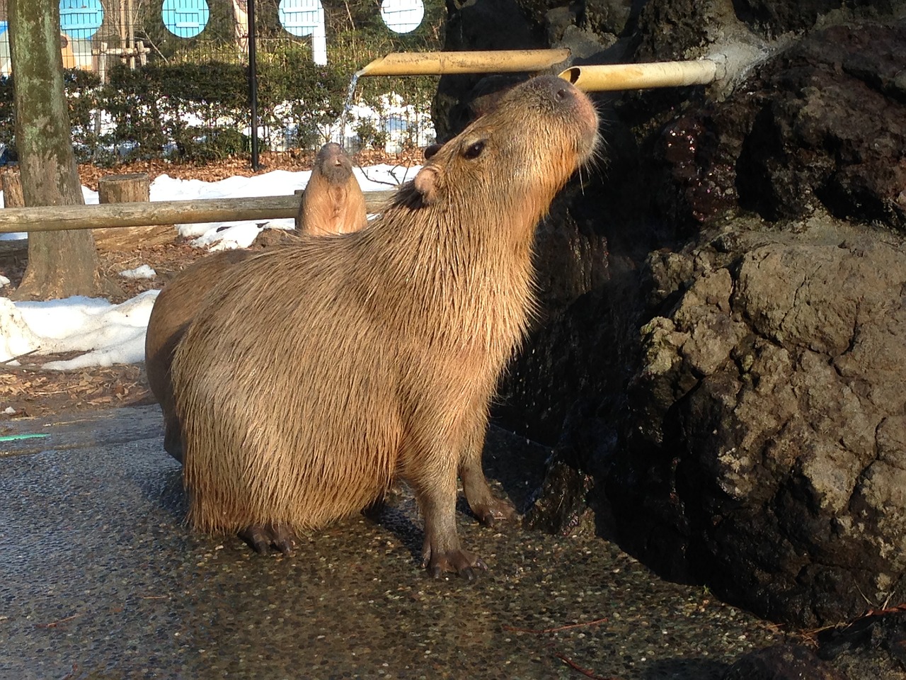 animal capybara cute free photo