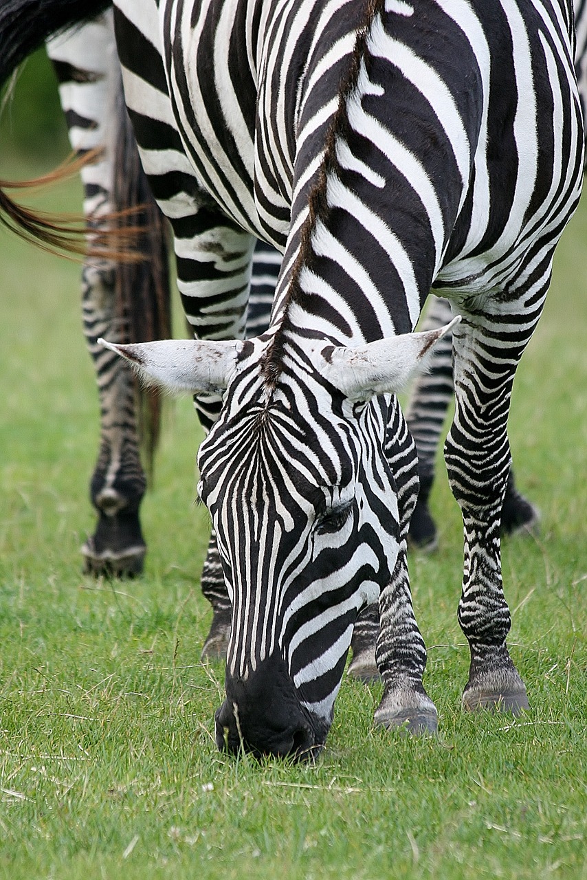 animal zebra safari free photo