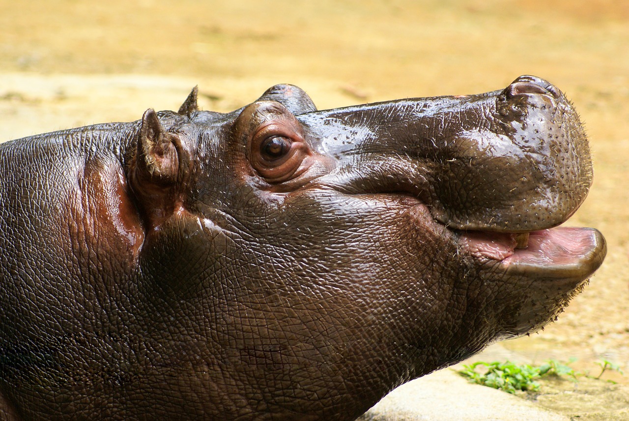 animal hippo smile free photo