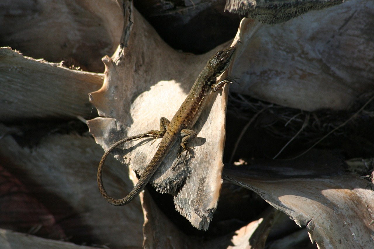 animal nature lizard free photo