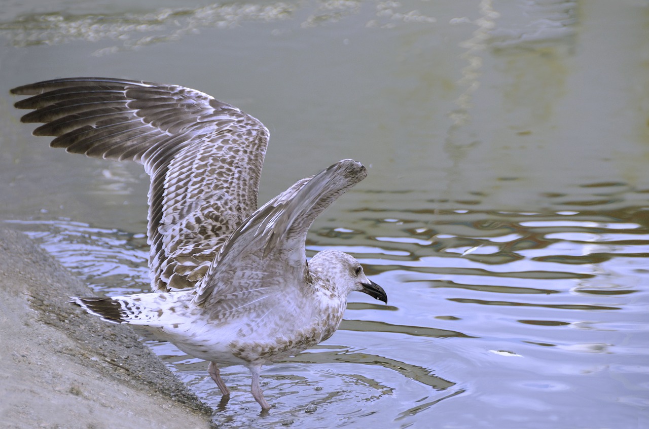 animal gull fishing free photo