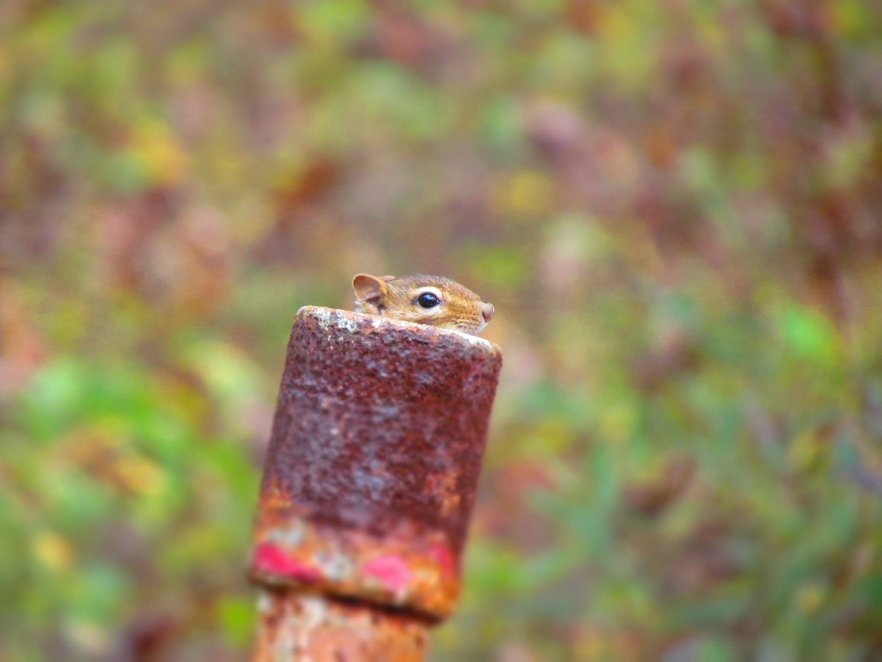 animal rodent squirrel free photo