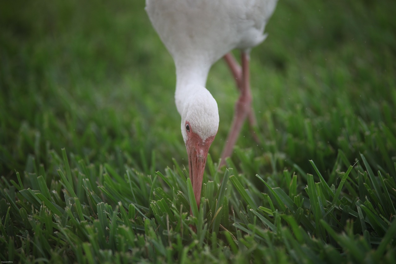 animal bird stork free photo
