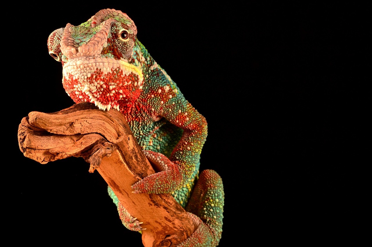 animal reptile chameleon free photo