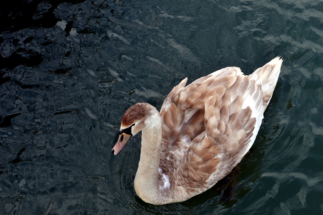animal bird swan free photo