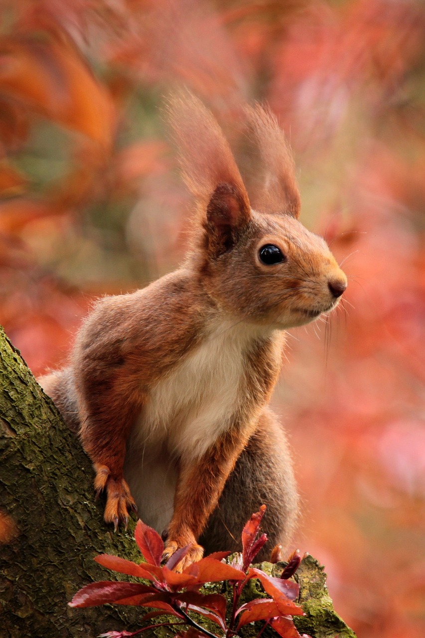 animal squirrel attention free photo