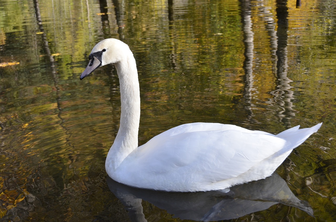 animal swan pond free photo