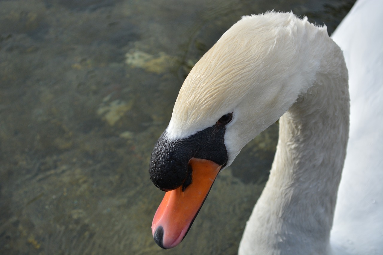 animal nature swan free photo