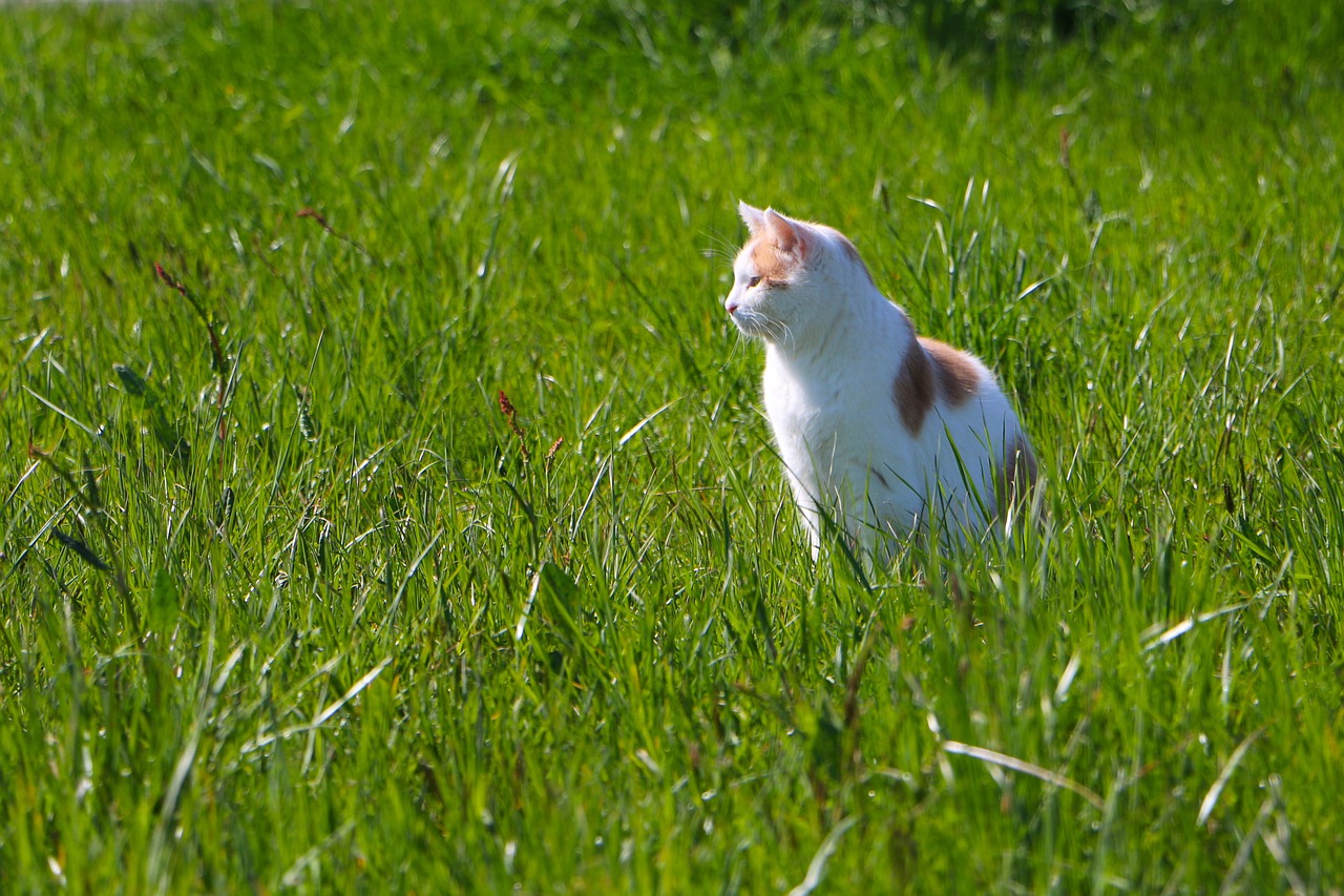 animal cat meadow free photo