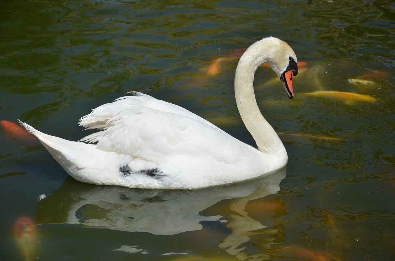 animal duck water free photo