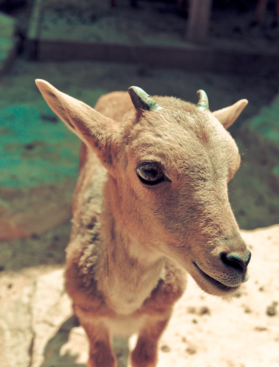 animal nature goat free photo