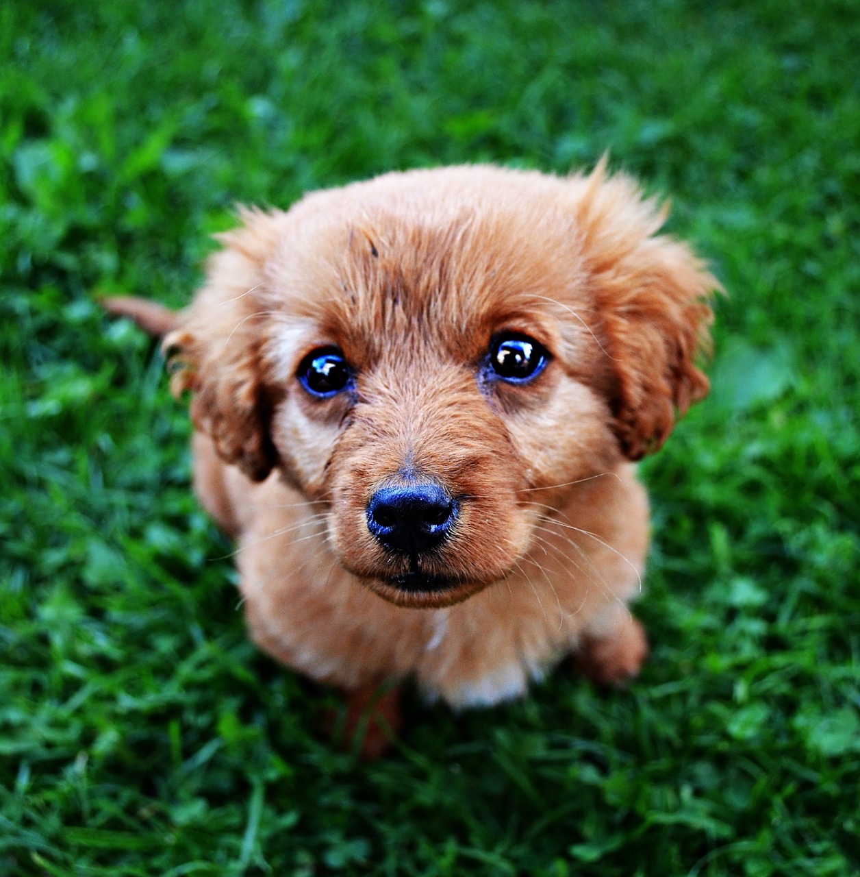 animal dog puppy free photo