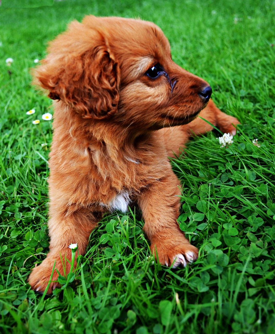 animal dog puppy free photo