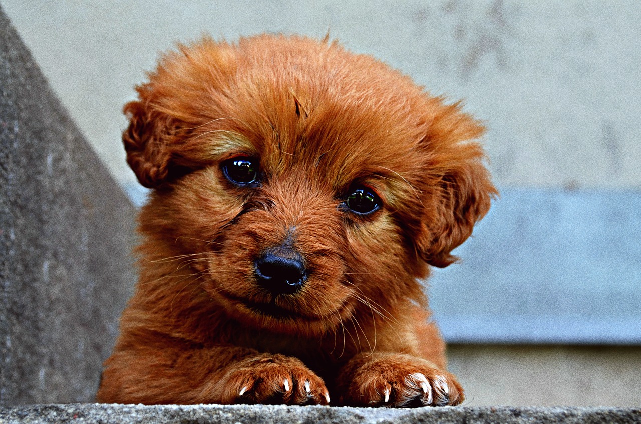 animal dog puppy free photo